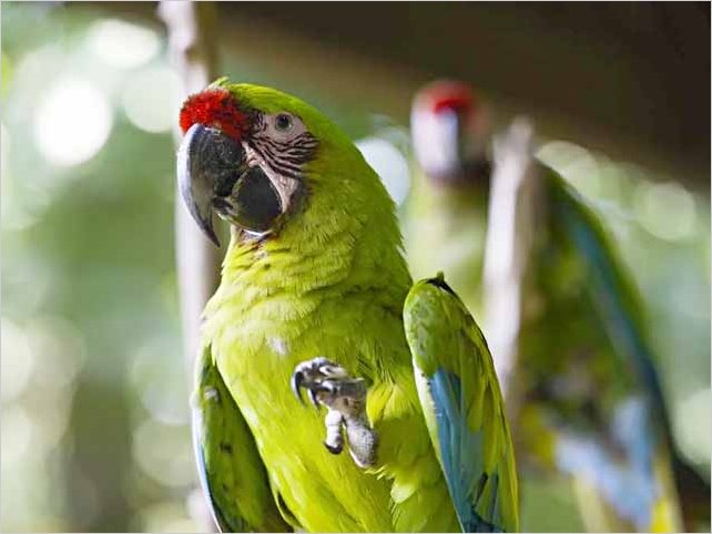 El papagayo consta entre las especies en riesgos de extinciÃ³n