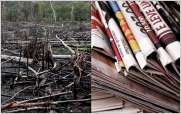 La industria del papel y su brutal efecto contra nuestro medio ambiente