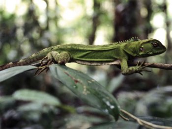 Parque YasunÃ­Â­: se espera que EspaÃ±a aporte $20 millones anuales