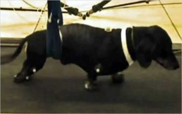 Consiguen revertir la parÃ¡lisis en perros tras un trasplante de cÃ©lulas en el hocico