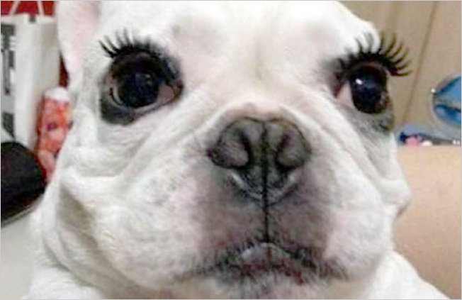 La moda de animales con pestaÃ±as postizas en redes sociales
