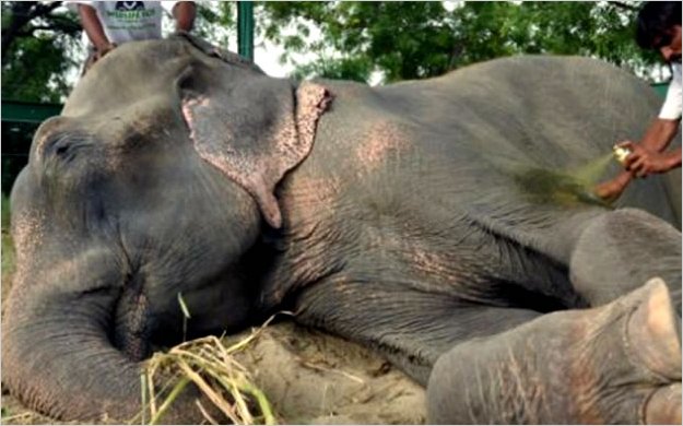 Elefante llora al ser liberado tras 50 aÃ±os de cautividad y maltrato