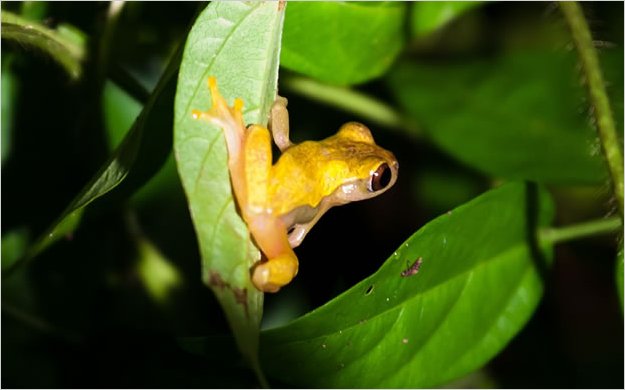 MayorÃ­a oficialista da paso a la explotaciÃ³n de los bloques 31 y 43 del Parque Nacional YasunÃ­