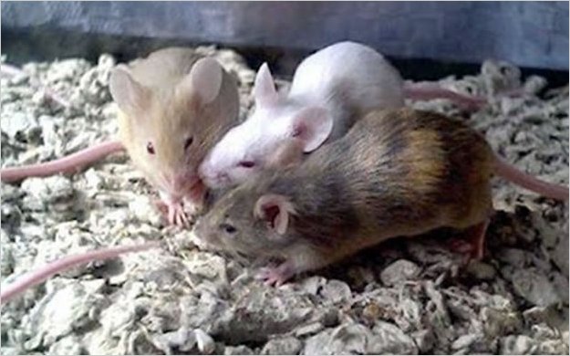 cientificos logran el rejuvenecimiento de ratones viejos