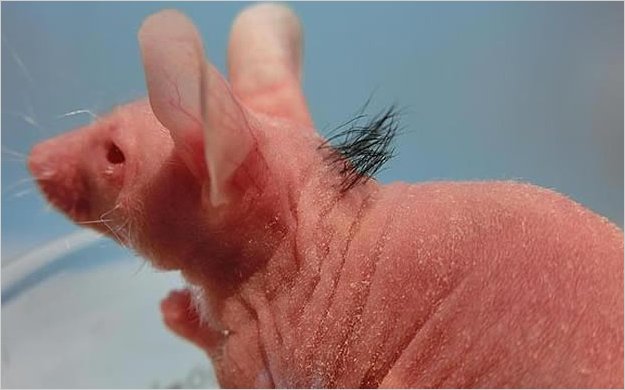 Un experimento contra la calvicie logra regenerar el pelo