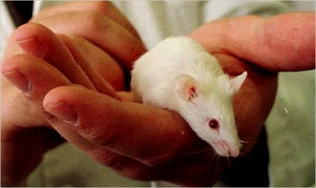 Crean retina de ratÃ³n con cÃ©lulas madre