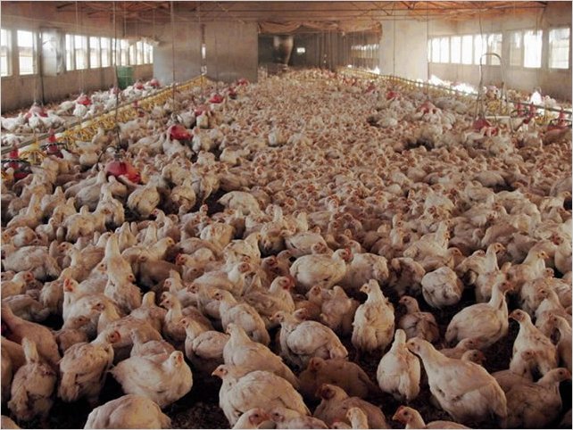 Un sensor con nanopartÃ­culas de oro detecta en pocas horas la salmonela en la carne de ave