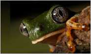 Una especie de rana de 18 mil�metros es descubierta en Ecuador