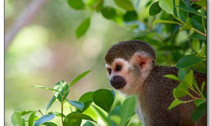 Gobierno francÃ©s interesado en plan ecolÃ³gico YasunÃ­ de Ecuador