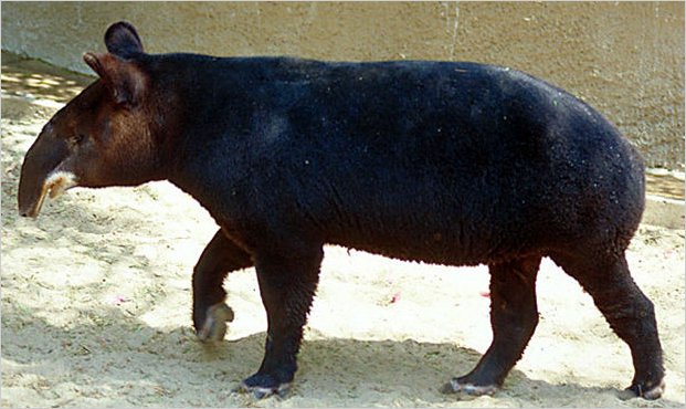 Ecuador es el segundo paÃ­s con el mayor nÃºmero de especies animales en extinciÃ³n