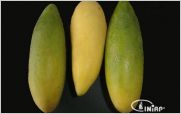 INIAP impulsa proyecto para aumentar producci�n de fruta