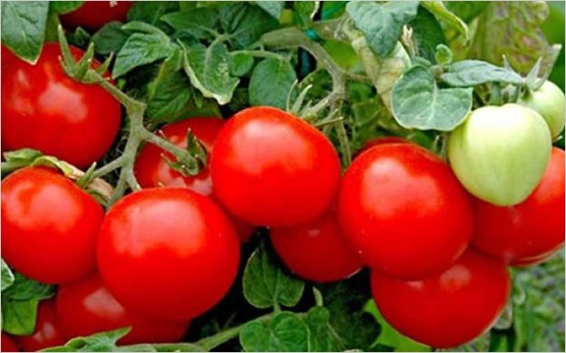 Campesinos paraguayos se movilizan contra cultivos transgÃ©nicos