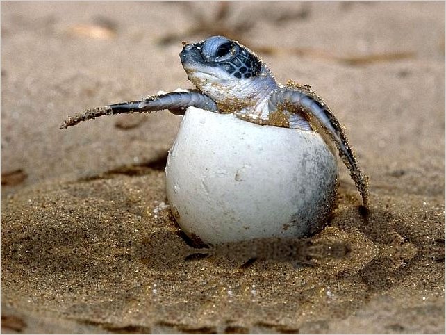 Ecuador registrarÃ­a primer nacimiento de tortugas marinas LaÃºd