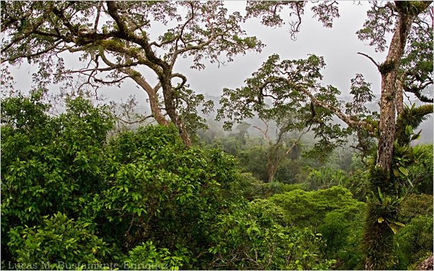 Correa reta a grupos ambientalistas a reunir firmas para consulta por el YasunÃ­ ITT