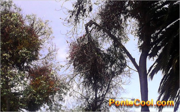 Cuidado: Peligro latente en el Parque los Quindes de Ficoa por ramas de Ã¡rboles